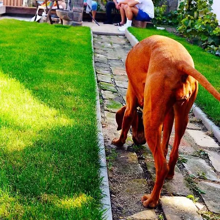 Lisbet 케치케메트